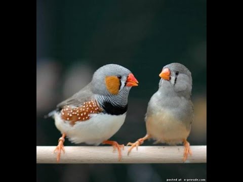Видео: #содержание амадин в вольере