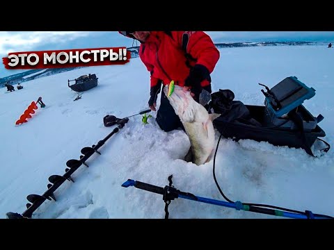 Видео: Нашли стаю КРУПНОЙ РЫБЫ возле ЯМЫ / СЕКРЕТЫ и СОВЕТЫ ловли судака из леща