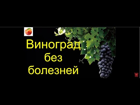 Видео: Виноград Обработка Здоровый виноград в Сибири Technology - Grape INI DIA DAFTAR ANGGU PENGHOBI
