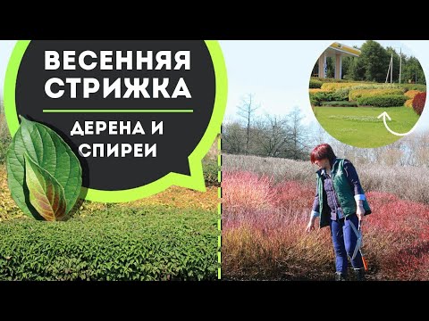 Видео: Мастер-класс по обрезке дерена и спиреи