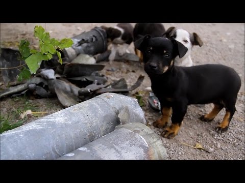 Видео: Трагедия в Сартане