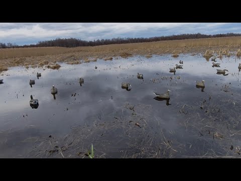 Видео: Открытие охоты на гусей весна 2025