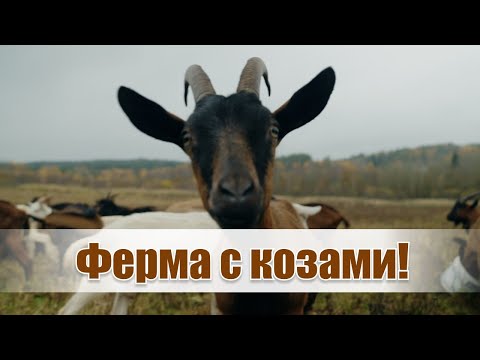 Видео: Из столицы в деревню за 2 недели! // Про сладкий сыр, молоко без запаха и козьи забавы | Мама-фермер