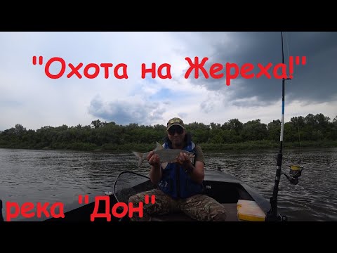 Видео: "Охота на жереха",(судак, щука, окунь), река "Дон"