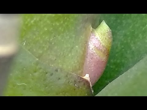 Видео: опять ЦВЕТОНОС! орхидеи БУДУТ ЦВЕСТИ все! корни С НУЛЯ! НАКАПАЙ ЭТО в полив!