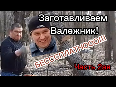Видео: Деньги лежат прямо под ногами. Валежник Часть 2ая