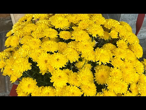 Видео: 30 октября 2025 г.