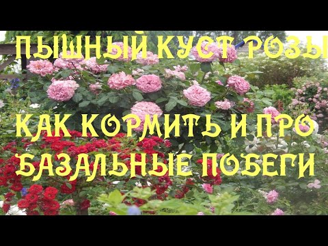 Видео: Недорогие подкормки для пышного цветения и базальных побегов