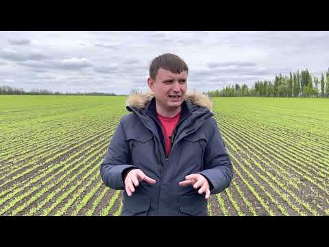 Видео: Лён масличный 2022. Заявки на семена направляете на fugustim@gmail.com