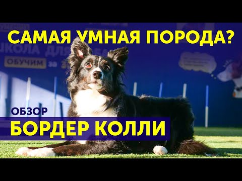 Видео: Обзор породы Бордер-колли | Что нужно знать | Особенности | Самая умная порода в мире?