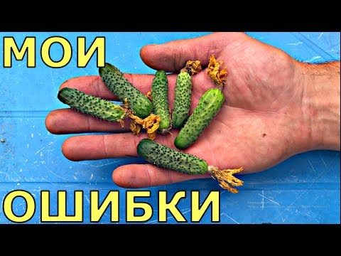 Видео: Почему ЗАВЯЗИ на огурцах НЕ РАСТУТ?