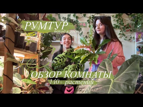 Видео: Обзор комнаты с сотней растений || лианы, крупномеры, Антуриумы и Алоказии | в гости к Раилю