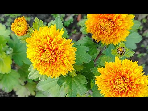 Видео: Надважливе відео для кожного! Дуже прошу додивитися до кінця! 🙏🙏🙏❤️❤️❤️