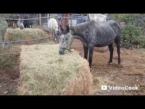 Видео: October horses 🐎  Что сделано, то сделано.  To be continued ...  Кто молодец ?- я молодец!