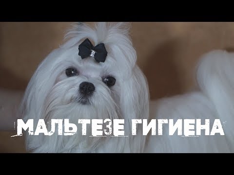 Видео: Мальтезе. Как правильно ухаживать за питомцем