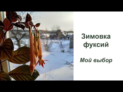 Видео: Зимовка фуксий. Мой выбор