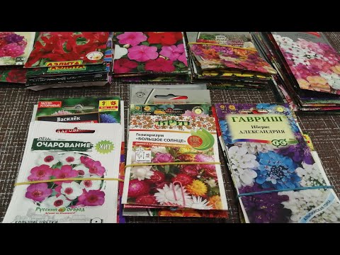 Видео: Семена цветов 2024, что посадила, а что ещё в планах.