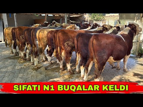 Видео: ZODLI BUQALARNI SIFATI UDARLARI KELDI 🌟🌟👍12 сентября 2025 г.