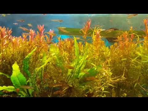 Видео: Разновозрастные мальки Ириатерины Вернера.