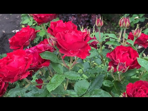 Видео: Розы цветут!