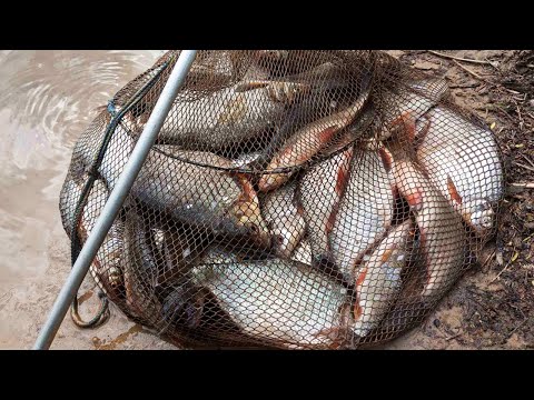 Видео: ШИКАРНАЯ ПЛОТВА И ГУСТЕРА КЛЮЁТ НА РАКУШКУ!!! РЫБАЛКА НА УДОЧКУ В ПРОВОДКУ! РЫБА ОБОЖАЕТ ЭТУ НАЖИВКУ