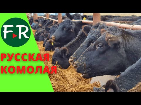 Видео: Русская комолая порода мясного скота. Зимнее стойловое содержание. Кормоцех предприятия ВолгоДонАгро