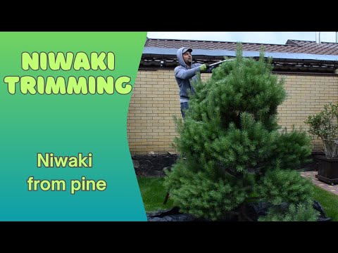 Видео: Trimming niwaki from pine. Стрижка нівакі із сосни (Garden Barber)
