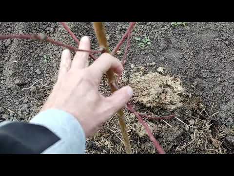 Видео: 1 ноября 2025