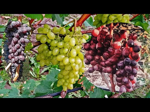 Видео: @Кишмиші Арарат, Казка, Ютал виноград для Гурманів