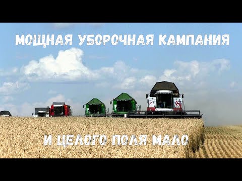 Видео: Мощная уборочная кампания Сразу столько комбайнов в поле видел только в детстве Уборочная 2020