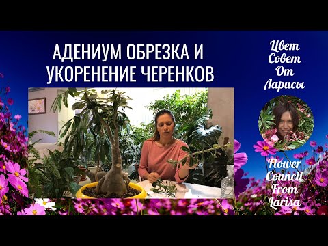 Видео: АДЕНИУМ ОБРЕЗКА И УКОРЕНЕНИЕ ЧЕРЕНКОВ 4К