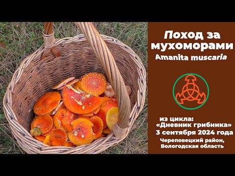 Видео: Поход за мухоморами - Amanita muscaria. Дневник грибника 3 сентября 2024 года.