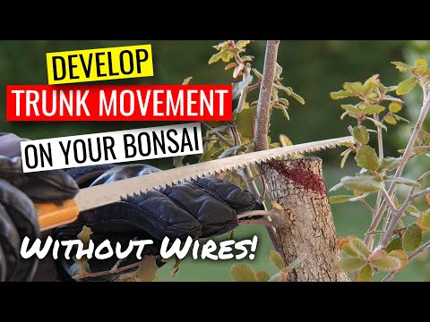 Видео: Обрезка ствола бонсай | Как развить подвижность ствола