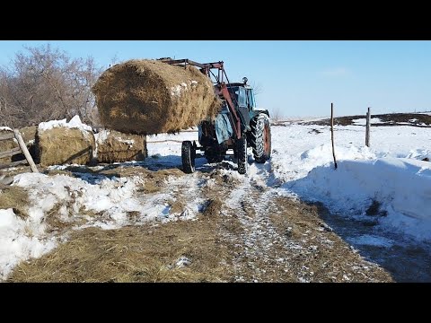 Видео: Малдарға рулон даярлау.Бос әңгіме.