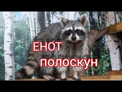 Видео: Enot -   воспитание ручных енотов