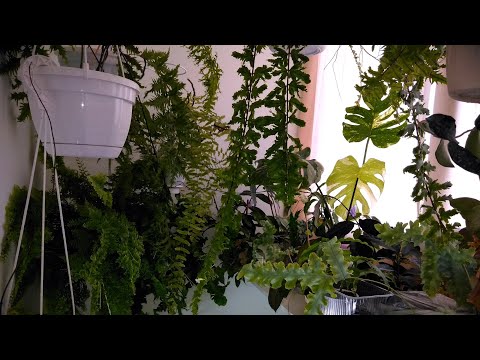 Видео: Мои комнатные растения // Мои цветы на лоджии
