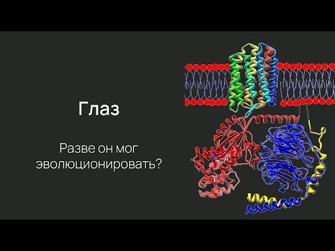 Видео: Нейробиология восприятия. Лекция 2. Эволюция глаза