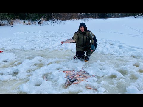 Видео: Ох уж этот Эты-Пур, рыба есть, куда не плюнь. Зимняя рыбалка 2024.