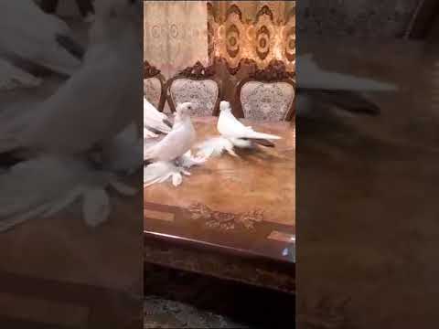 Видео: АЗИАТИ🕊️🕊️🕊️🕊️💯