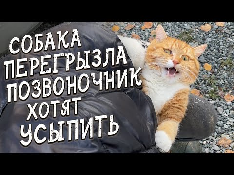 Видео: Спасение животных / Врачи не смогли помочь / Хотят усыплять