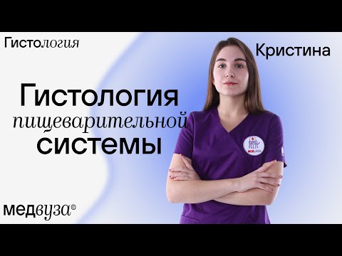 Видео: Гистология пищеварительной системы