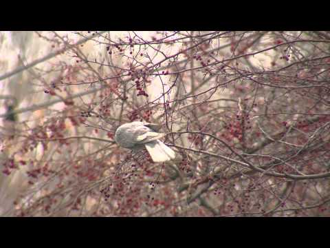 Видео: Видеодневник Эстафеты. День 42. Хабаровск