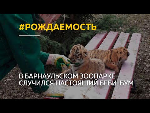 Видео: В Барнаульском зоопарке случился настоящий беби-бум