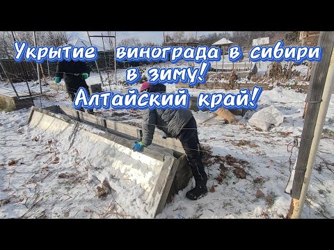 Видео: Укрытие винограда в сибири в зиму! Алтайский край!