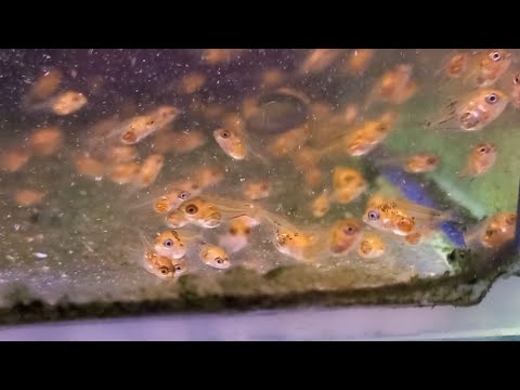 Видео: Малек Скалярии последний ролик.... Не удача ... Подсчет ошибок...