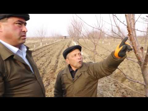 Видео: Яхобмонӣ ва буридани ниҳоли гелос