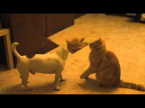 Видео: Джек рассел терьер и кот британец играют продолжение