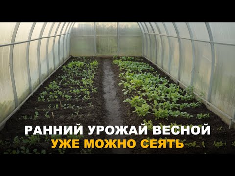Видео: ЗАЧЕМ ТЕПЛИЦЕ ПУСТОВАТЬ. Что можно посадить в теплице под зиму для раннего урожая весной.