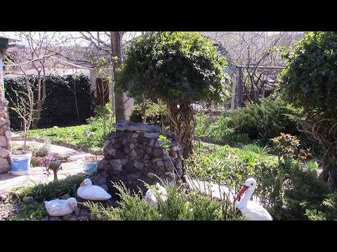 Видео: ЖИМОЛОСТЬ КАПРИФОЛЬ  ФОРМИРУЮ КУСТ