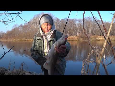 Видео: Рыбалка на Тыми. Много ли ела моллюсков сахалинка ..